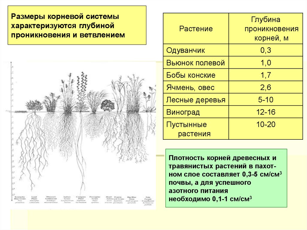 Корневые корни у каких растений. Корневая система томата размер. Объем корневой системы огурца. Корневая система помидор глубина.