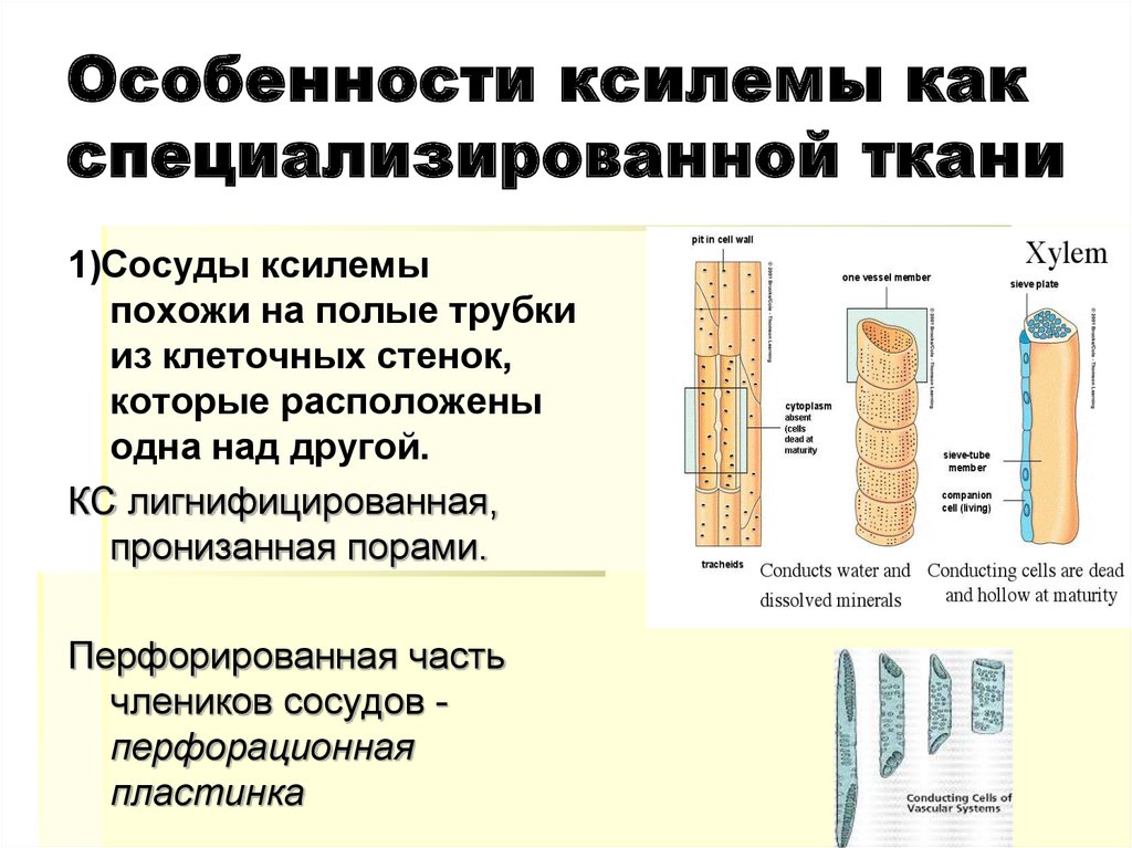 Ксилема какие клетки