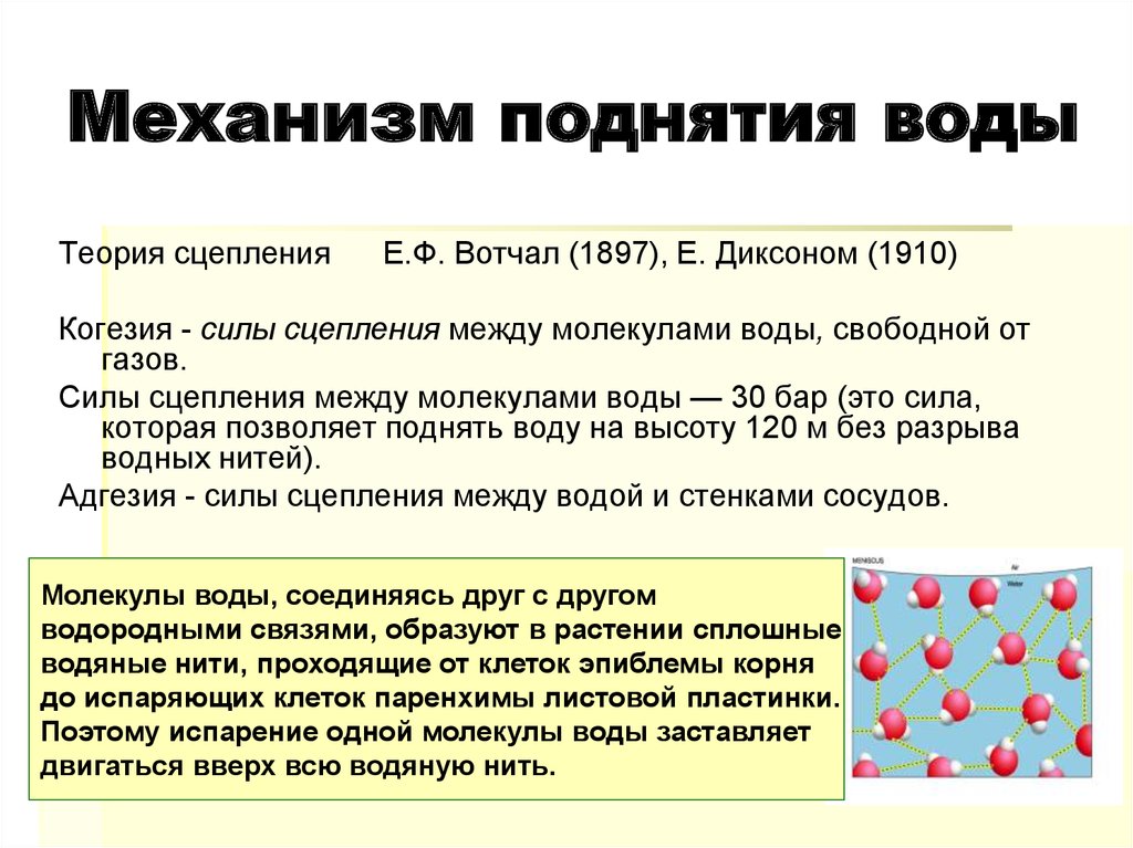 Поступающая вода. Сила сцепления молекул воды в растении. Поступление воды. Сила сцепления воды. Теория сцепления.