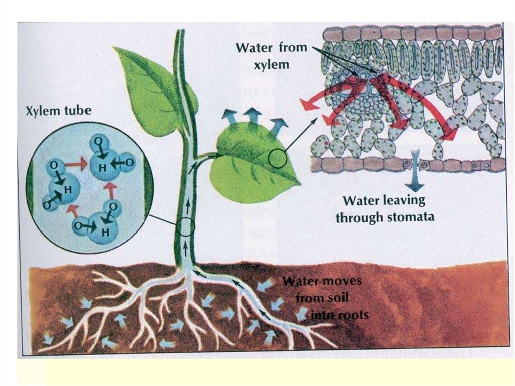 Транспирация рисунок биология
