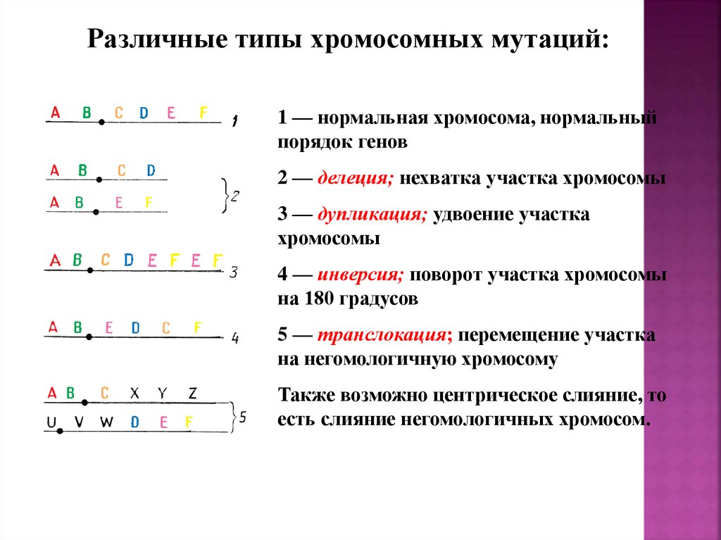 Хромосомные мутации картинки