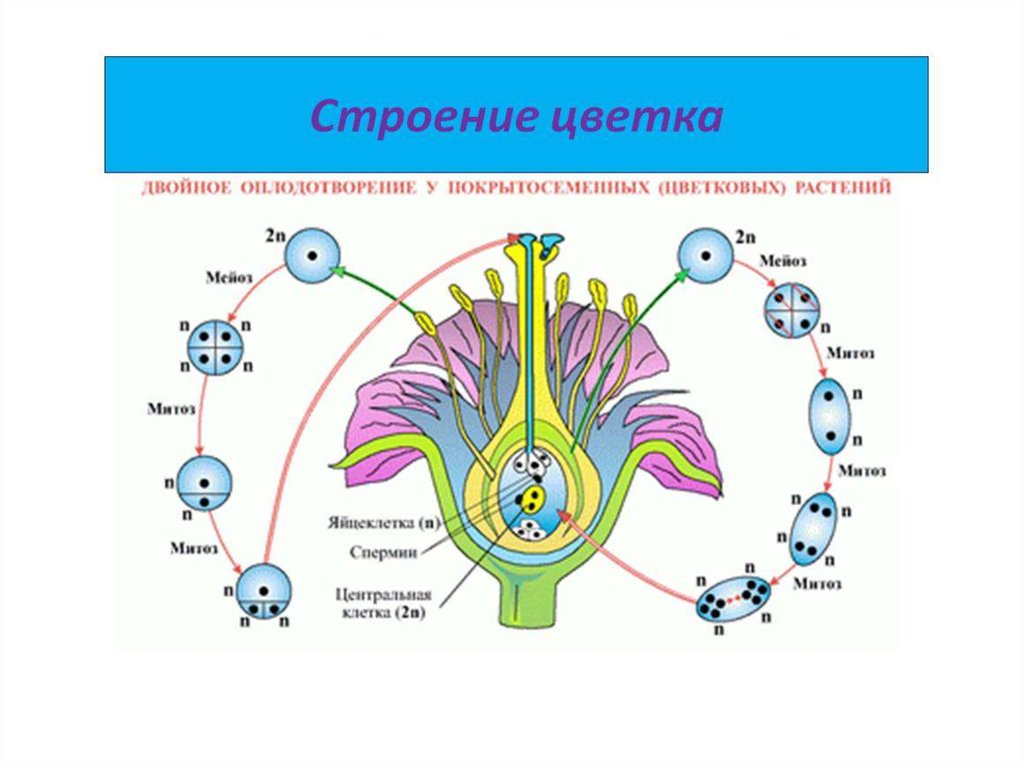 Схема цветка покрытосеменных