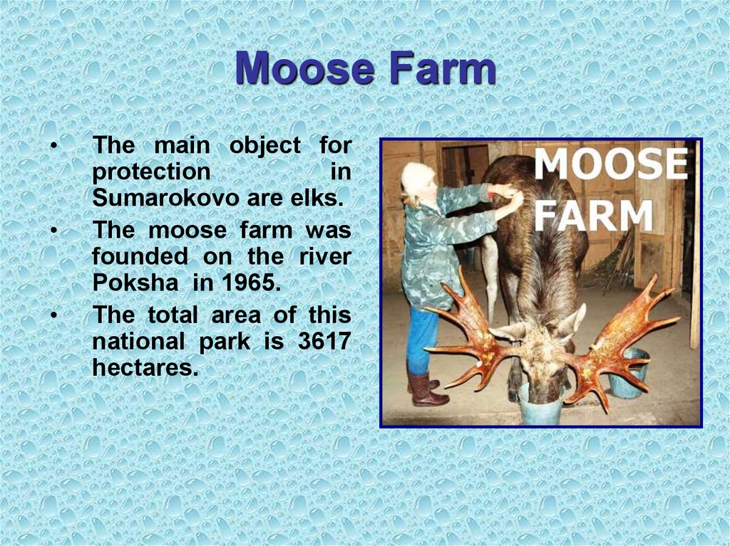 Moose Farm