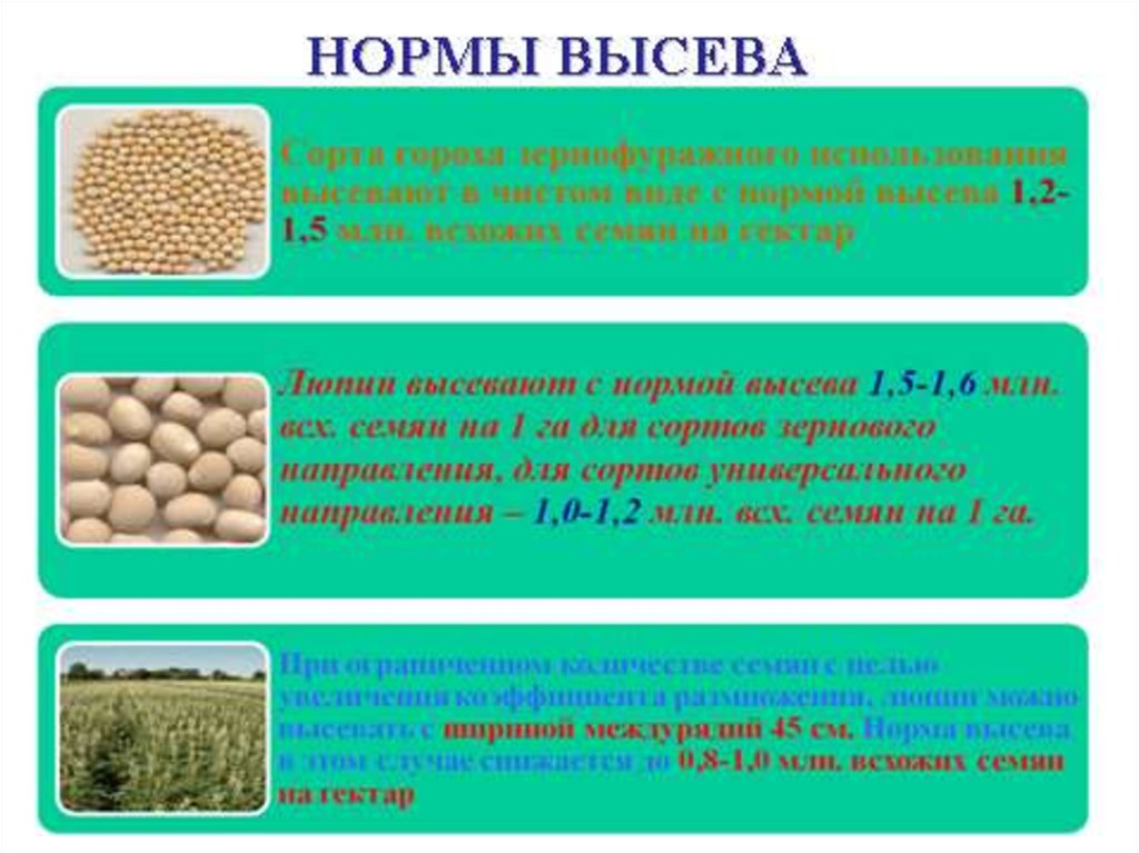 Характеристика зерновым культурам. Первичное семеноводство это. Схема семеноводства зерновых культур. Производители семян. Формула нормы высева семян зерновых.