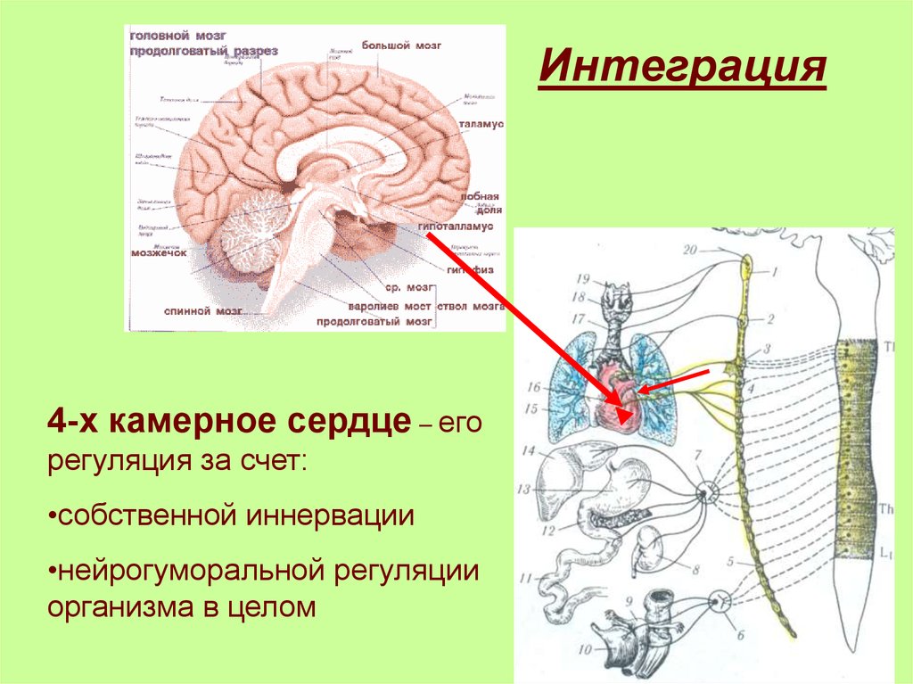 Тонкий пучок спинного мозга