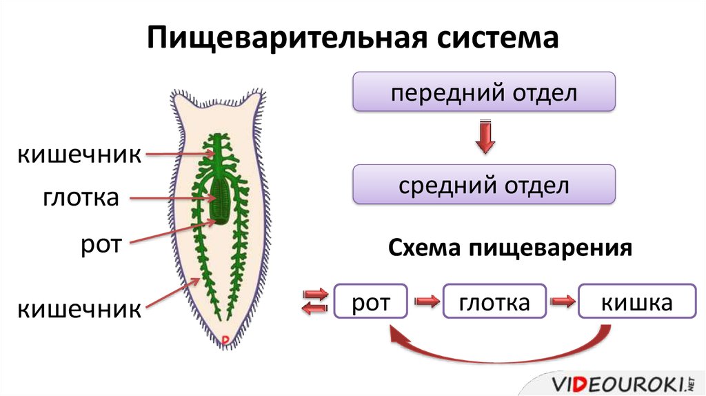 Какая из перечисленных систем органов отсутствует у представленного на рисунке животного червь