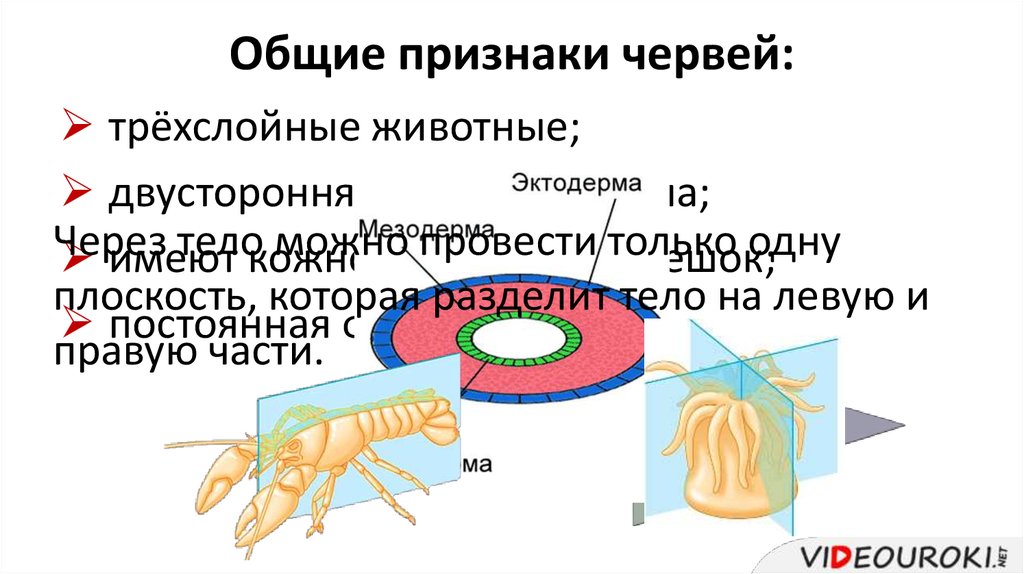 Общие признаки червей. Признаки червей. Черви Общие признаки. Отличительные особенности червей. Трехслойные животные.