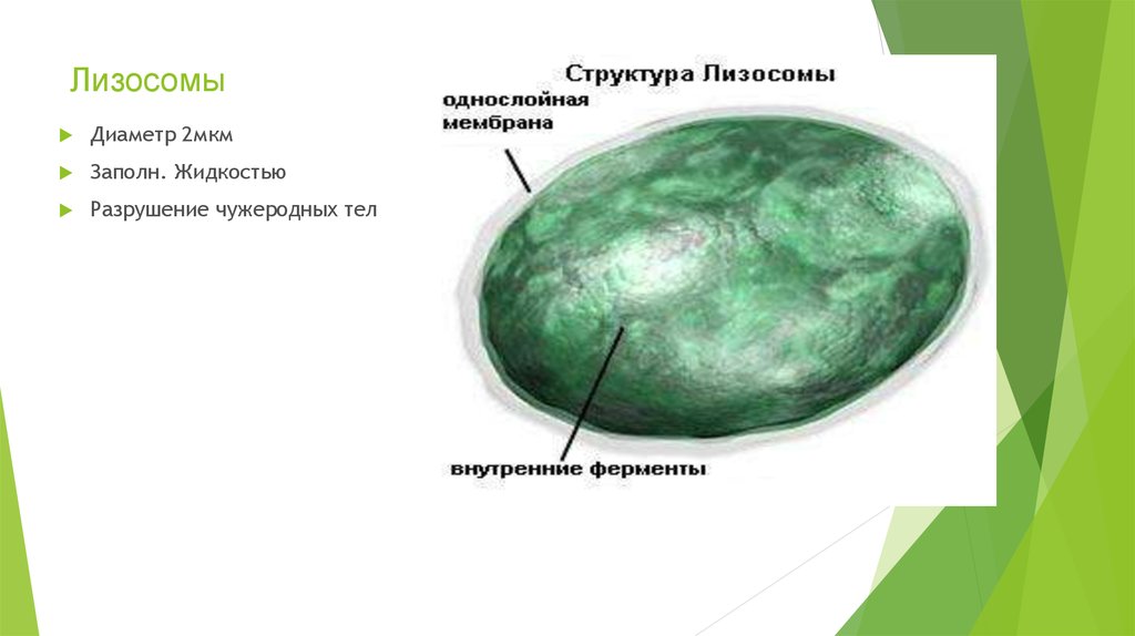 Лизосома цитоплазма. Строение растительной клетки лизосомы. Строение лизосомы клетки. Лизосомы в растительных клетках. Строение лизосомы клетки рисунок.