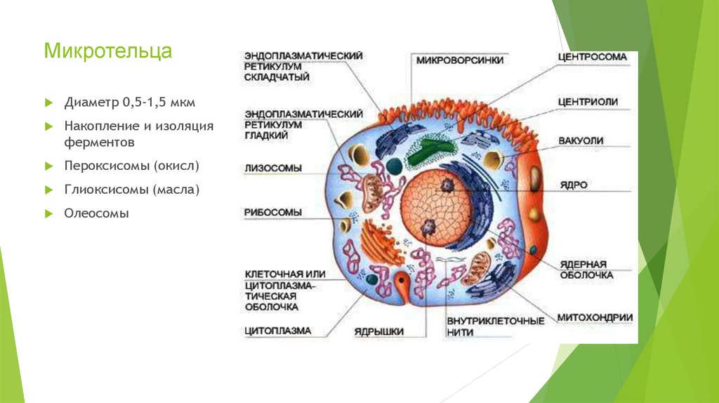 Химическое строение растительной клетки. Строение пероксисомы растительной клетки. Строение клетки микротельца. Строение и химический состав клетки. Строение клетки пероксисома.