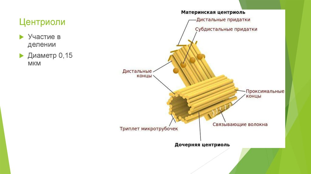 Центриоли рисунок егэ