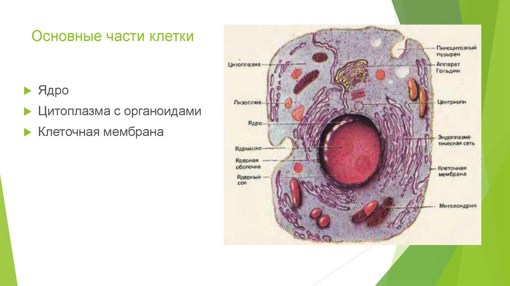 Какая основная часть клетки. Клетка ядро цитоплазма мембрана. Главные части клетки 5 класс биология. Основные части клетки 5.
