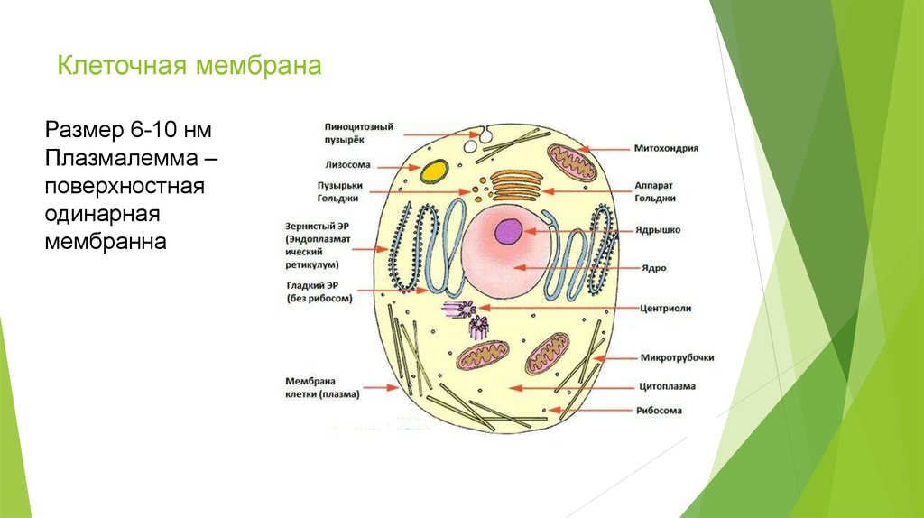 Клеточная мембрана
