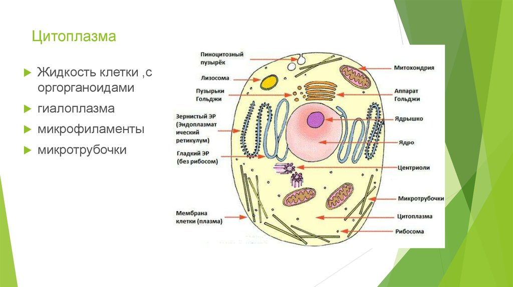 Цитоплазма