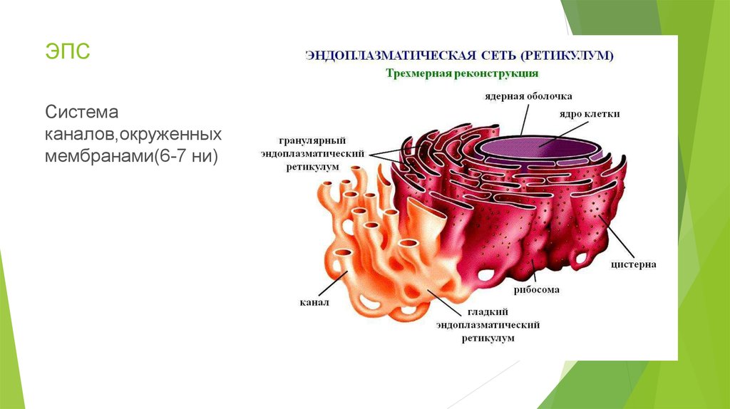 Пузырьков эпс. Строение эндоплазматический ретикулум клетки. Эндоплазматическая сеть строение рисунок.