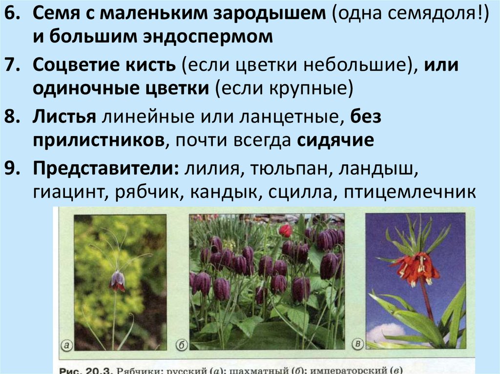 Багульник жизненная форма тип соцветия. Семейство Лилейные биология 6 класс. Семейство Лилейные соцветие. Соцветие лилейных растений. Соцветие кисть у лилейных.