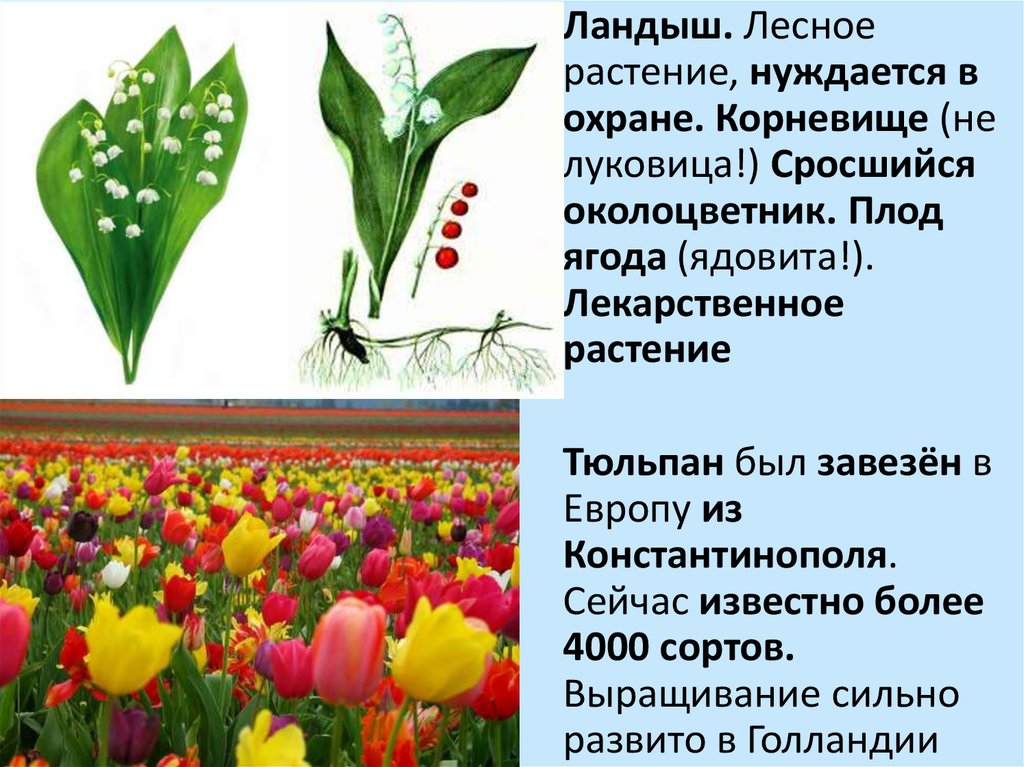 Какой тип питания характерен для тюльпана лесного. Семейство Лилейные тюльпан Лесной. Околоцветник ландыша. Околоцветник тюльпана.