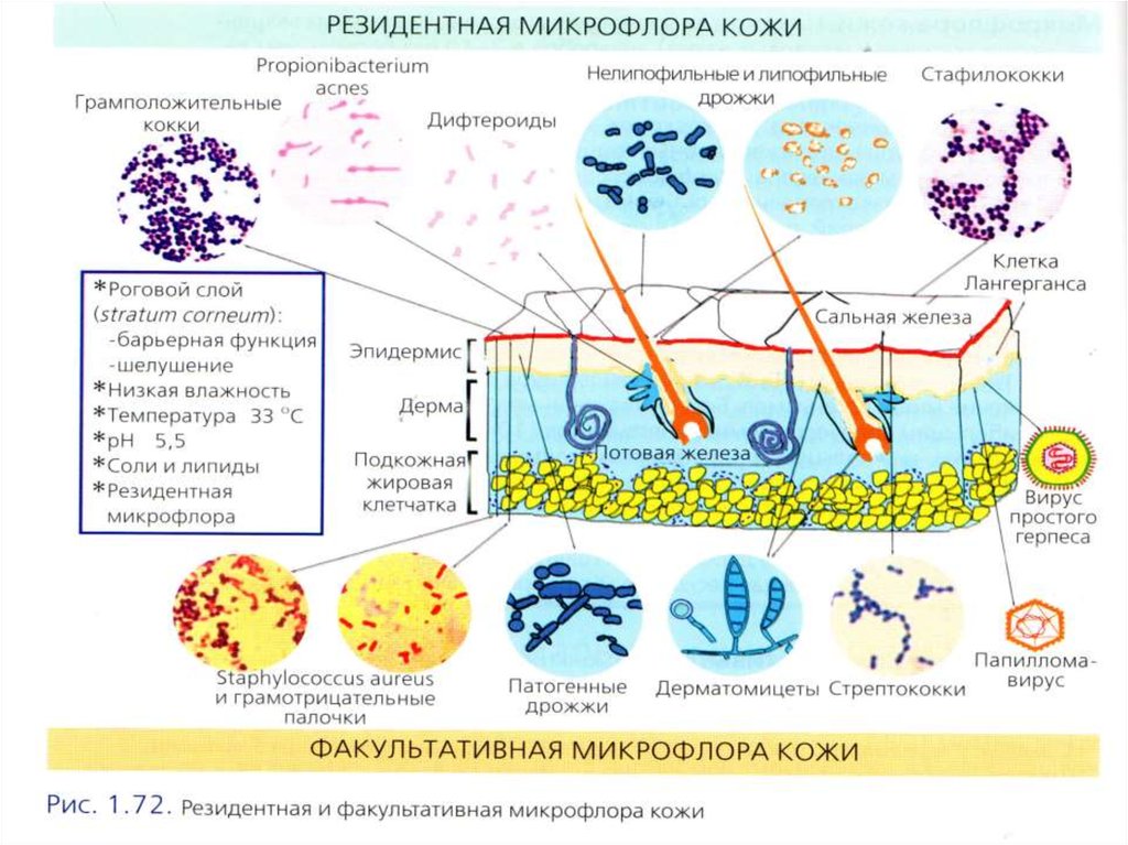 Схема микрофлоры человека