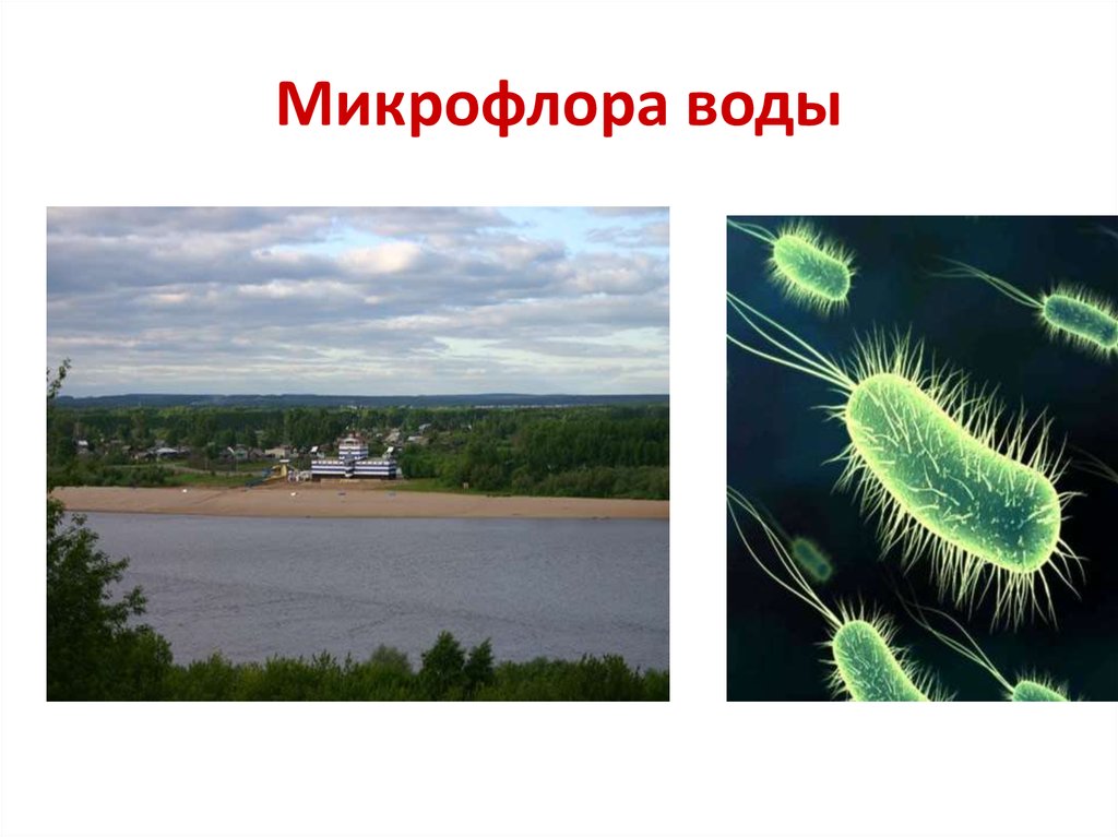 Роль бактерий в воде. Микрофлора воды микробиология. 2. Микрофлора воды. Микроорганизмы воды микробиология. Бактерии в водной среде.