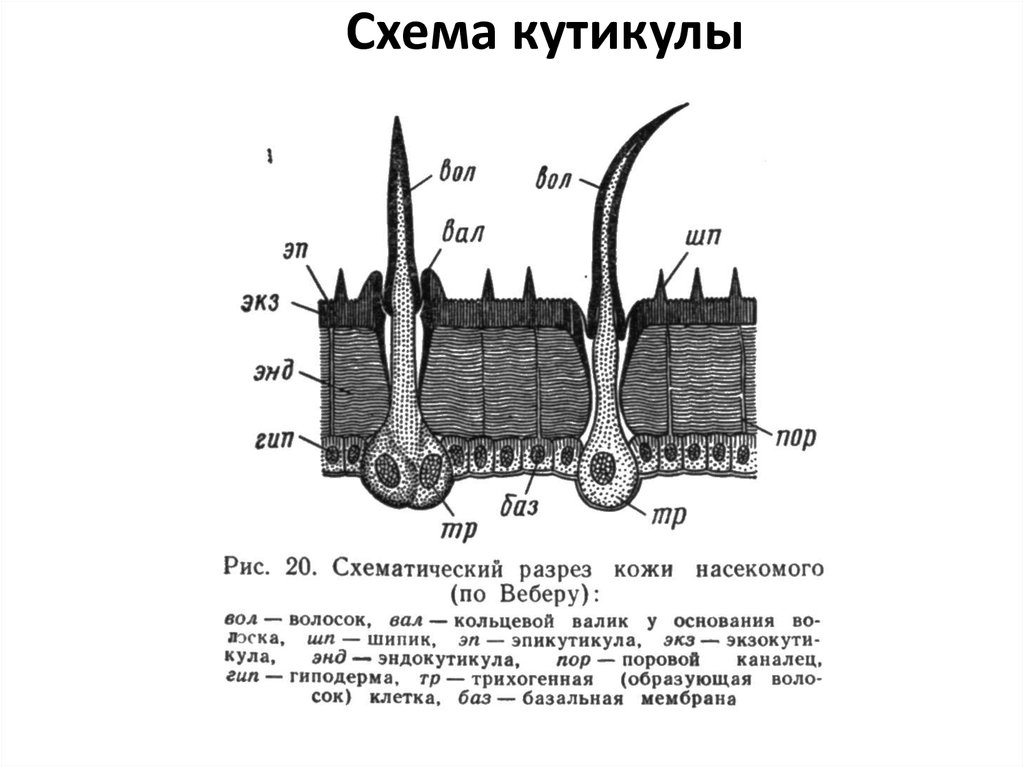 Кожа насекомого