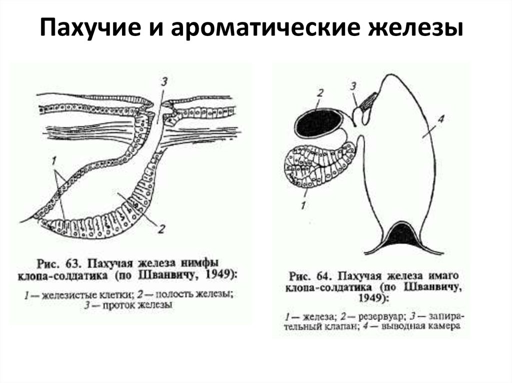 Железа каких животных. Церуминозные железы строение. Пахучие железы. Пахучие железы насекомых. Пахучие железы млекопитающих.