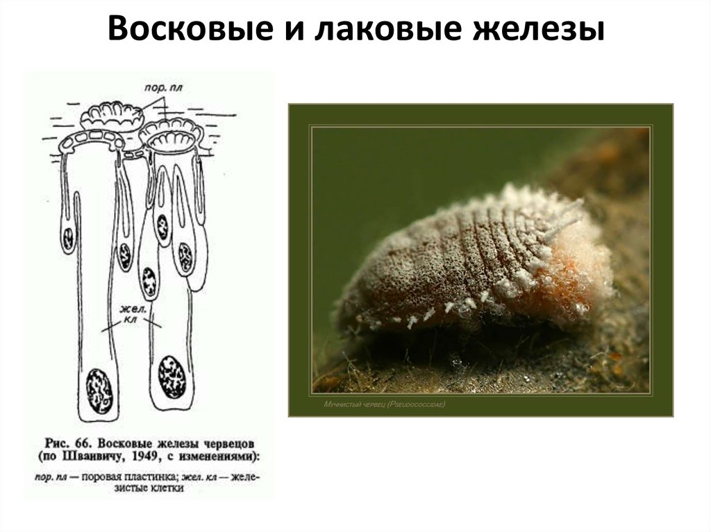 Восковые и лаковые железы