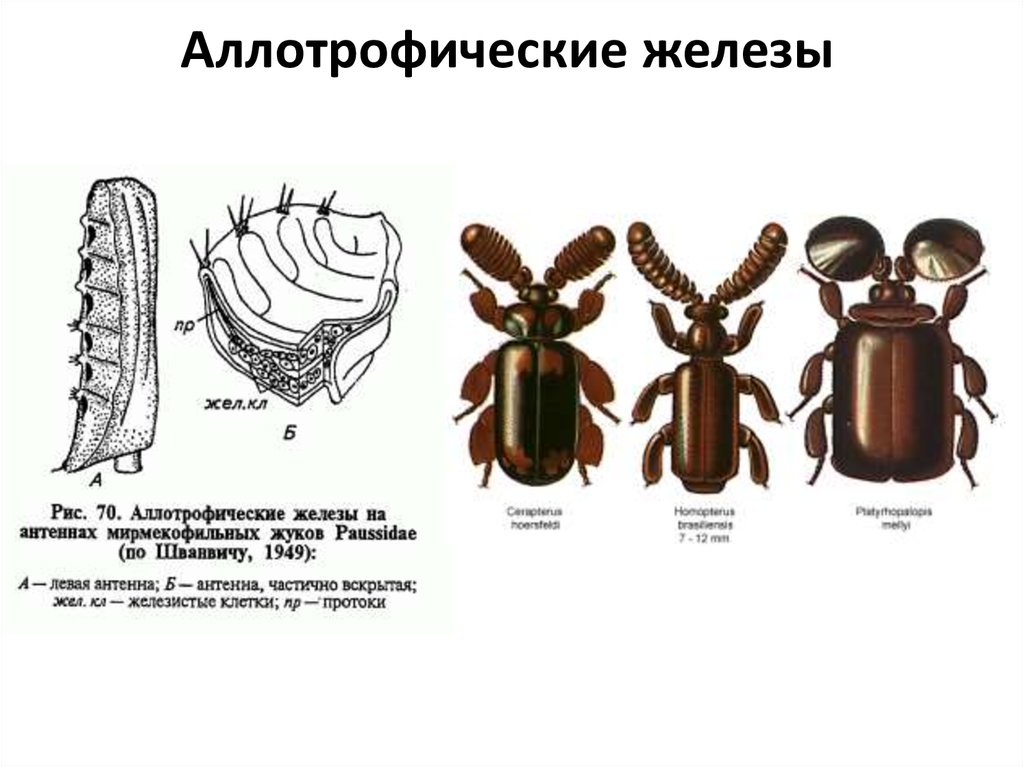 Какой покров тела у насекомых