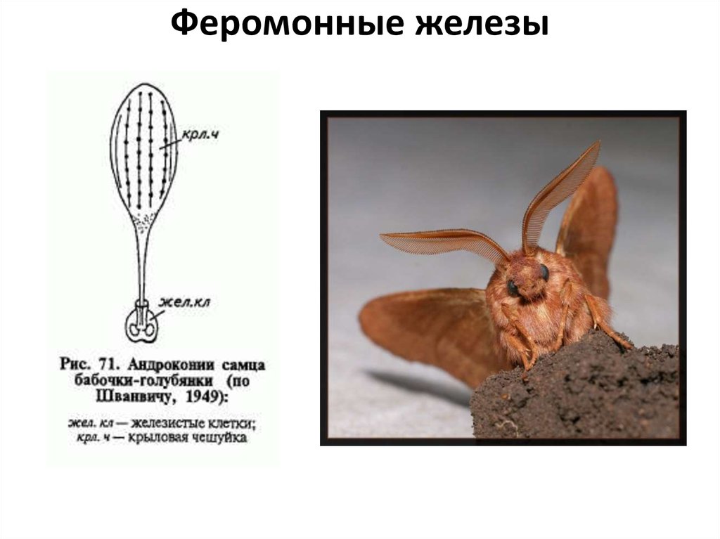 Феромонные железы