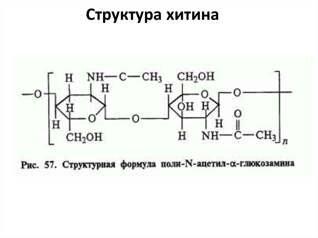 Структура хитина