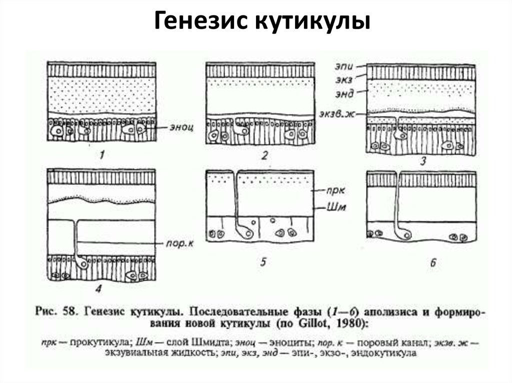 Состав генезиса. Аполизис. Экдизиса.