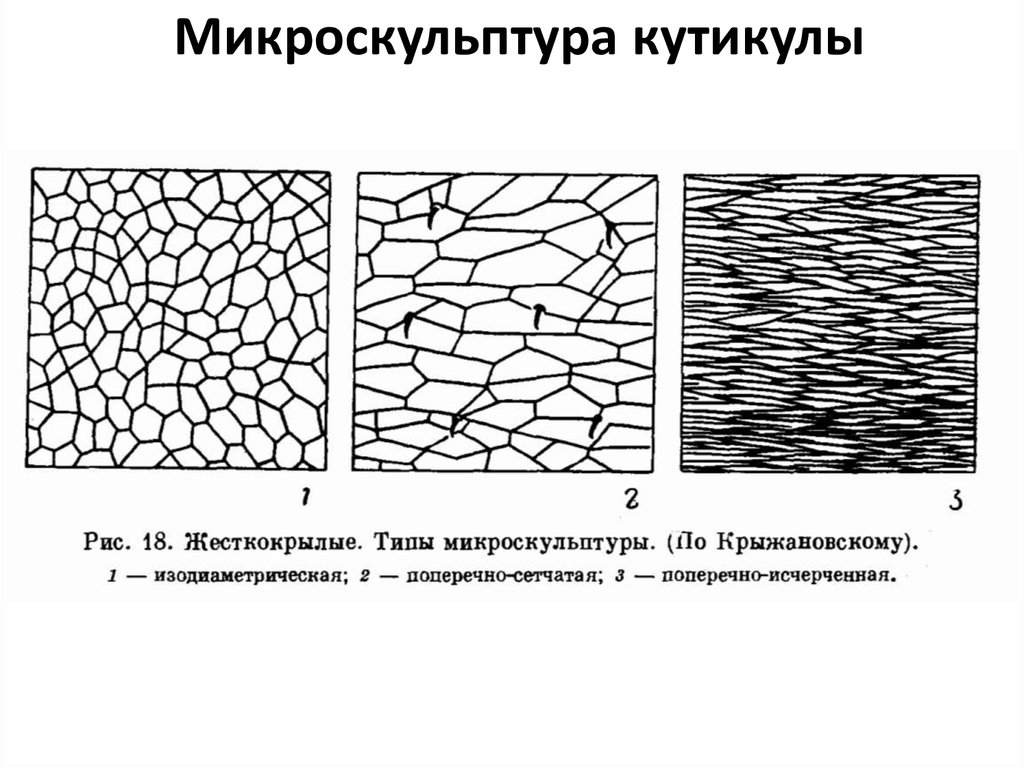 Микроскульптура кутикулы