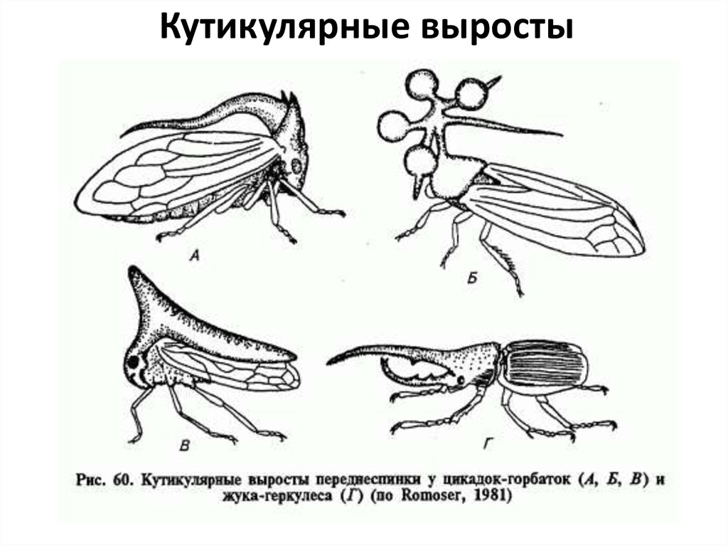 Кутикулярные выросты