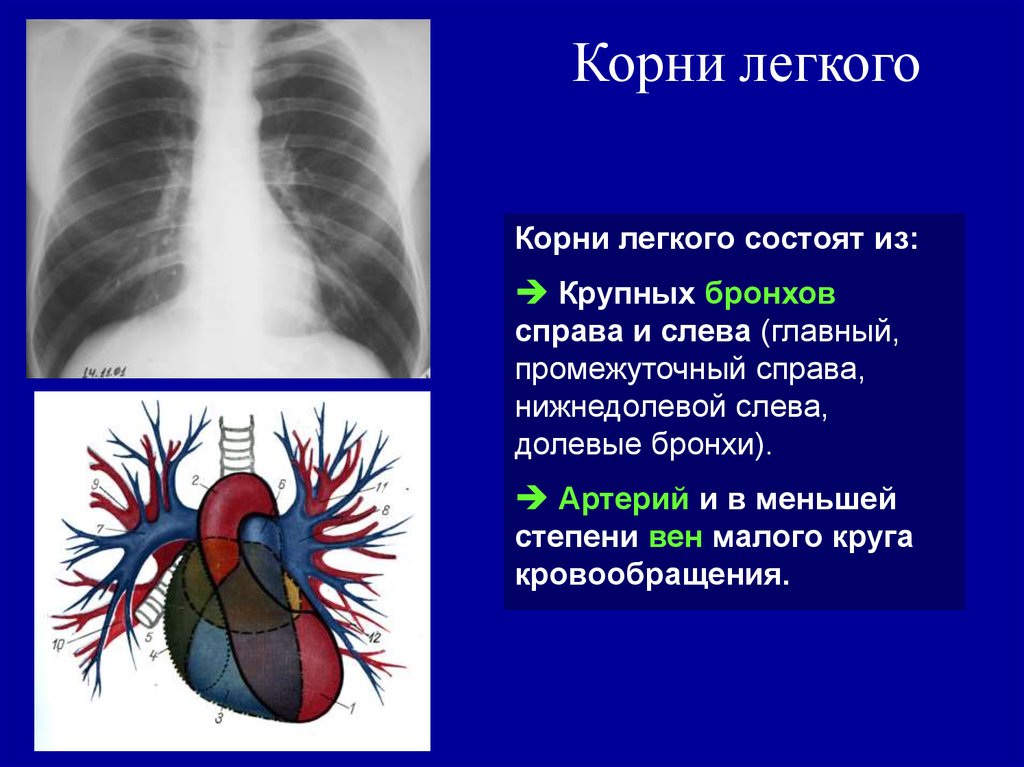 Ворота легкого. Корень легкого. Корень легкого анатомия. Корень правого легкого. Структура корня легкого.