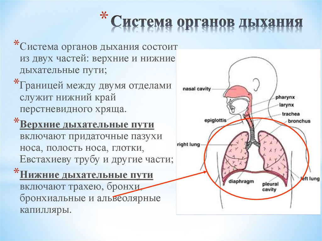 Система органов дыхания человека схема