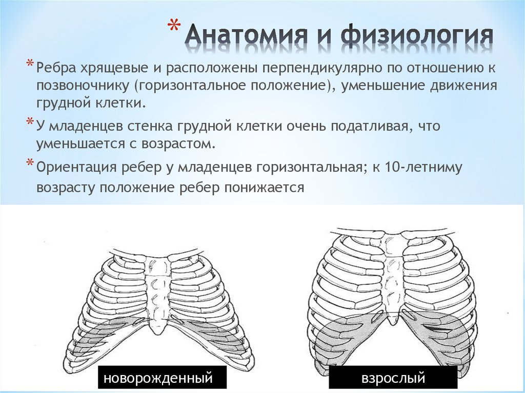 Положение грудной клетки. Ребра у младенцев расположены. Возрастные изменения грудной клетки. Форма грудной клетки у детей. Горизонтальное положение ребер.