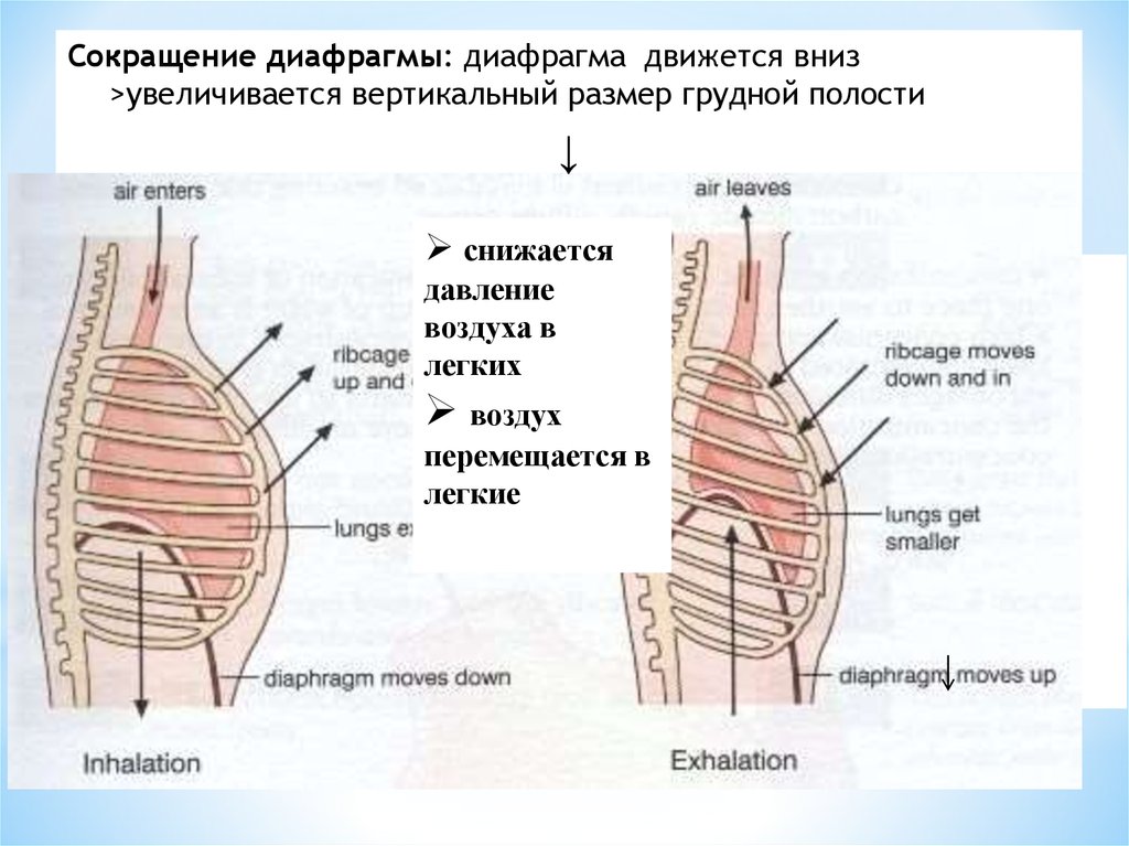 При сокращении диафрагмы происходят