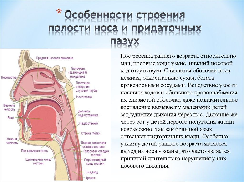 Отсутствовать полость. Строение носовых ходов у младенца. Строение полости носа новорожденного. Носовые пазухи строение у ребенка. Особенности строения полости носа.