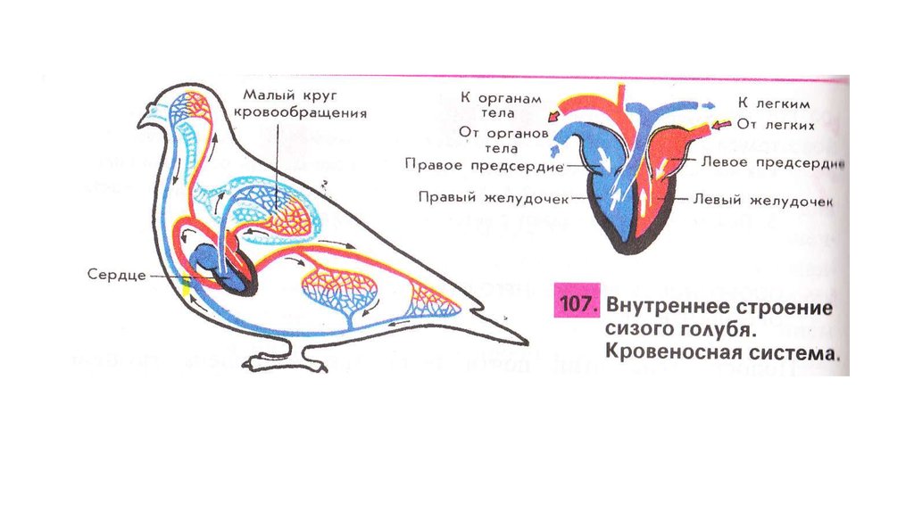 Процесс кровообращения птиц. Внутреннее строение сизого голубя кровеносная система. Кровеносная система птиц 7 класс биология. Внутреннее строение птиц кровеносная. Строение кровеносной системы голубя.