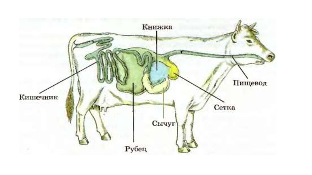 Особенность желудка жвачных парнокопытных. Пищеварительная система млекопитающих жвачных животных. Отделы пищеварительной системы жвачных млекопитающих. Пищеварительная система жвачных корова. Пищеварительная система коровы анатомия.