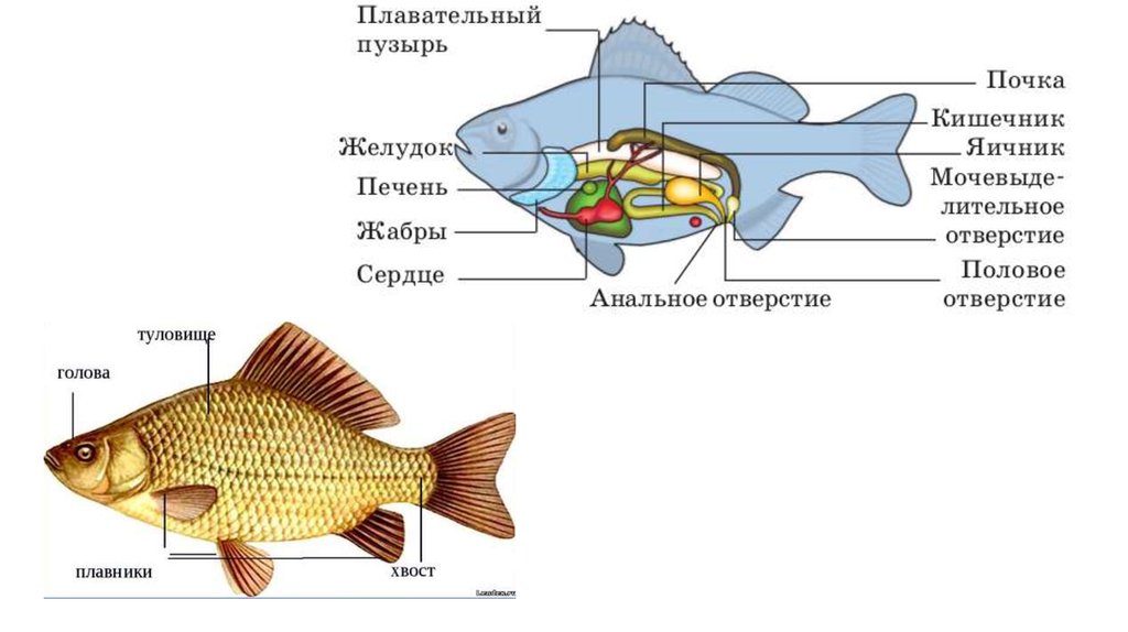 Хордовые рыбы