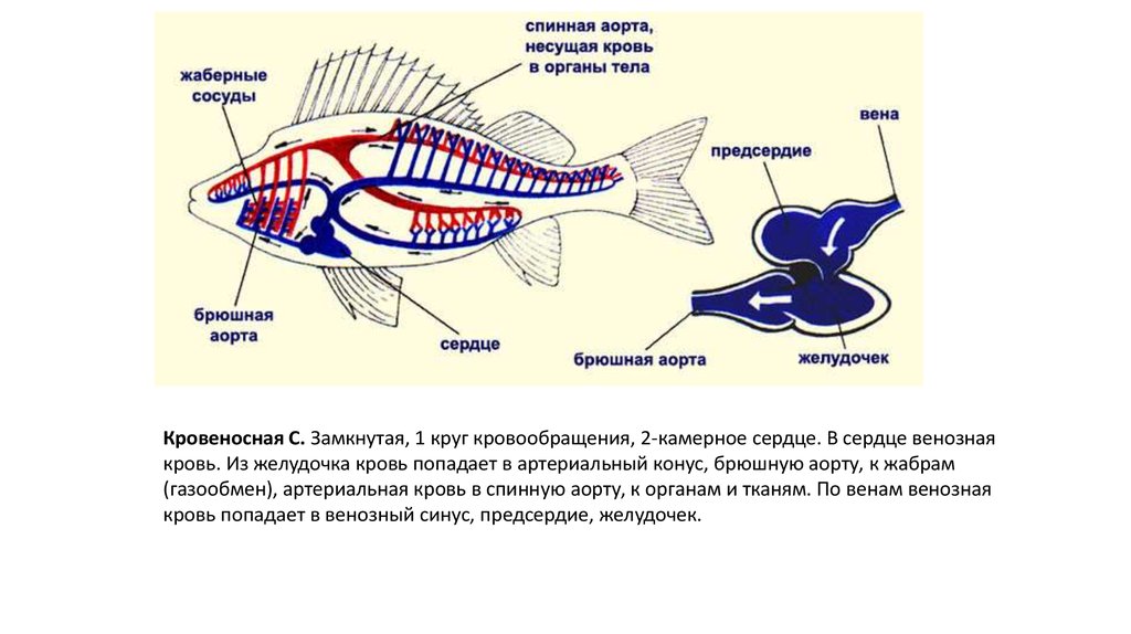Кровеносная органы рыб. Кровеносная система рыб рыб. Строение кровеносной системы рыб. Кровеносная система рыб 7 класс биология. Строение кровеносной системы костных рыб.