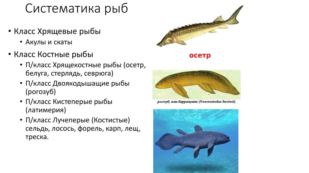 Систематика костных рыб таблица. Какое оплодотворение характерно для костных рыб