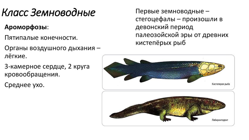 Ароморфоз в эволюции хордовых животных