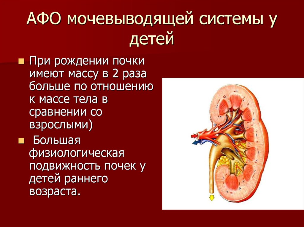 Анатомо физиологическая система. Афо органов пищеварительной, мочевыделительной системы у детей. Афо почек. Выделительная система для детей. Афо системы пищеварения.