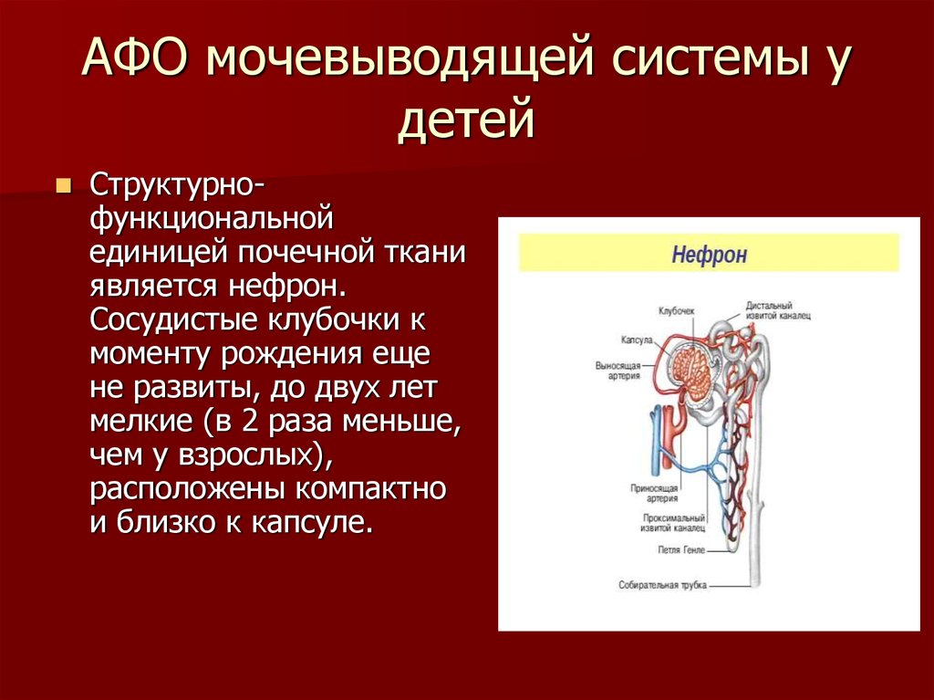 Анатомо физиологические основы