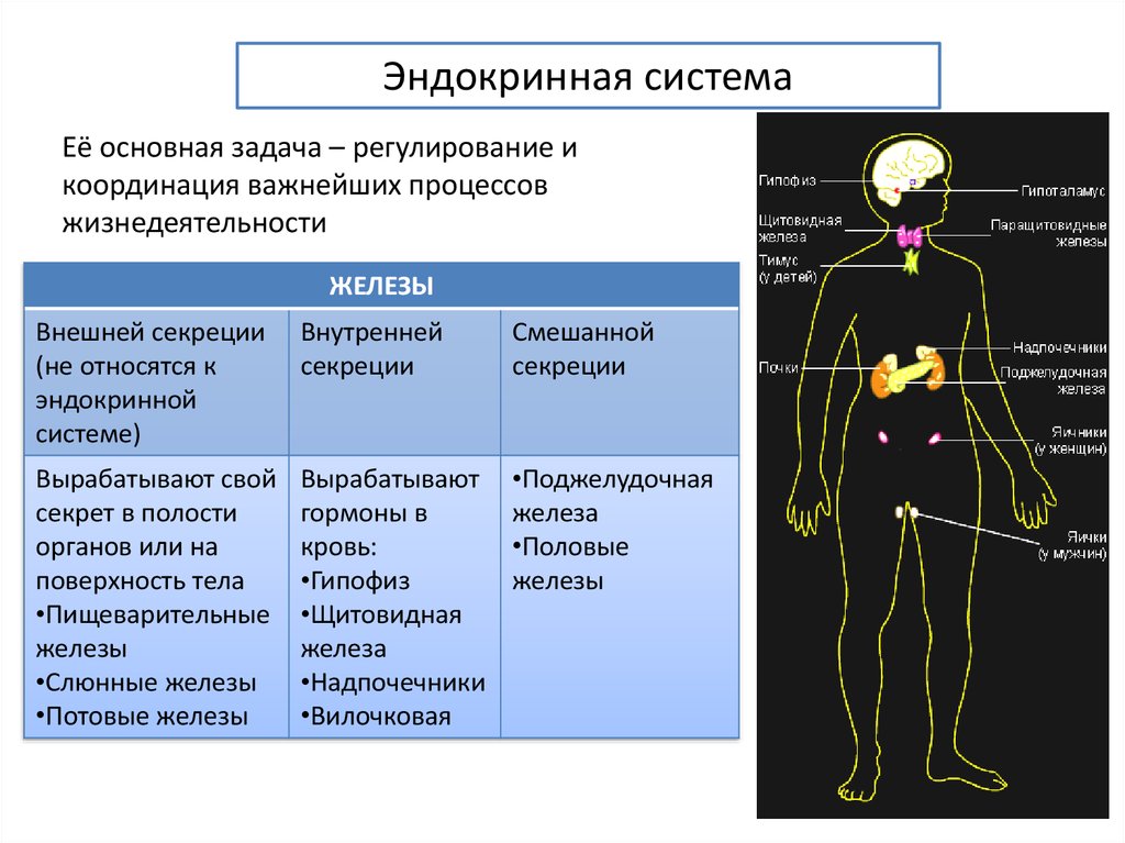 Железа внутренней секреции регулирующая деятельность