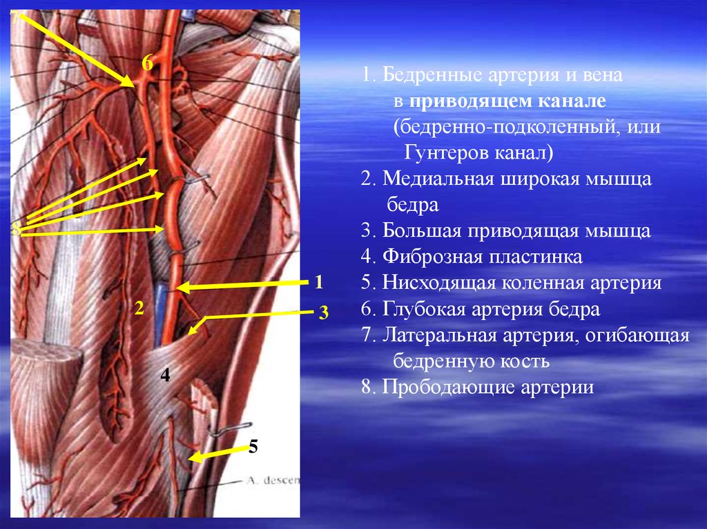 Гунтеров канал. Глубокая Вена бедра топография. Ветви глубокой бедренной артерии. Бедренные артерия и Вена в приводящем канале.