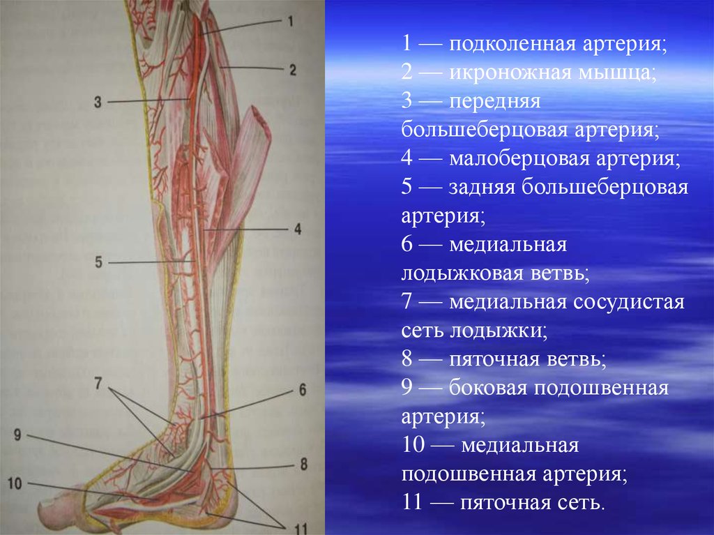 Нижний мышечно малоберцовый канал. Малоберцовая артерия. Передняя малоберцовая артерия. Медиальная лодыжковая артерия. Медиальная передняя лодыжковая артерия.