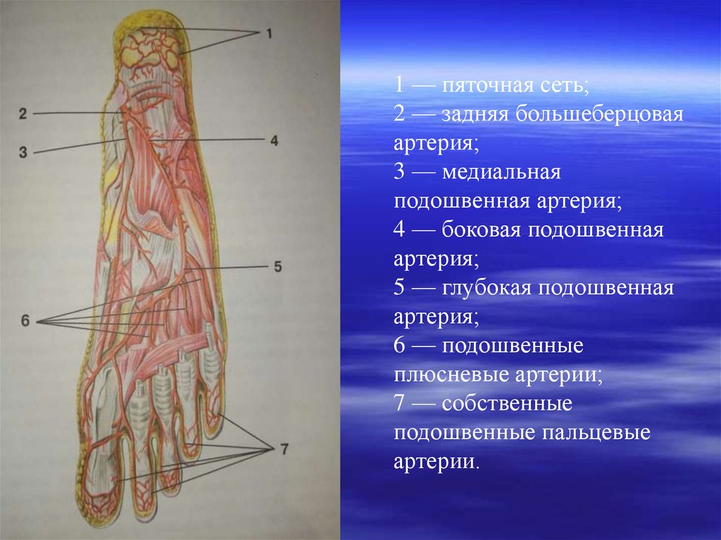 Артерия презентация