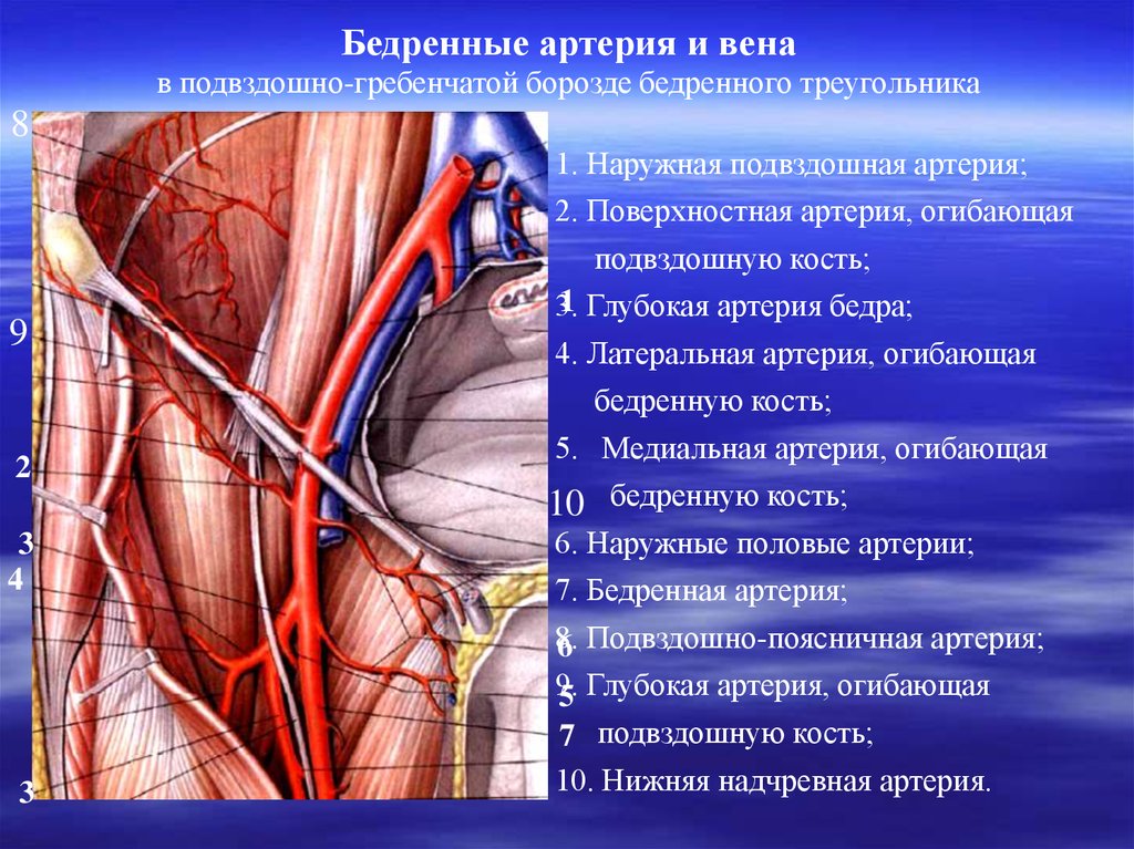 Правая подвздошная артерия. Глубокая надчревная артерия. Поверхностная бедренная артерия анатомия. Нижняя надчревная артерия. Бедренная артерия топографическая анатомия.