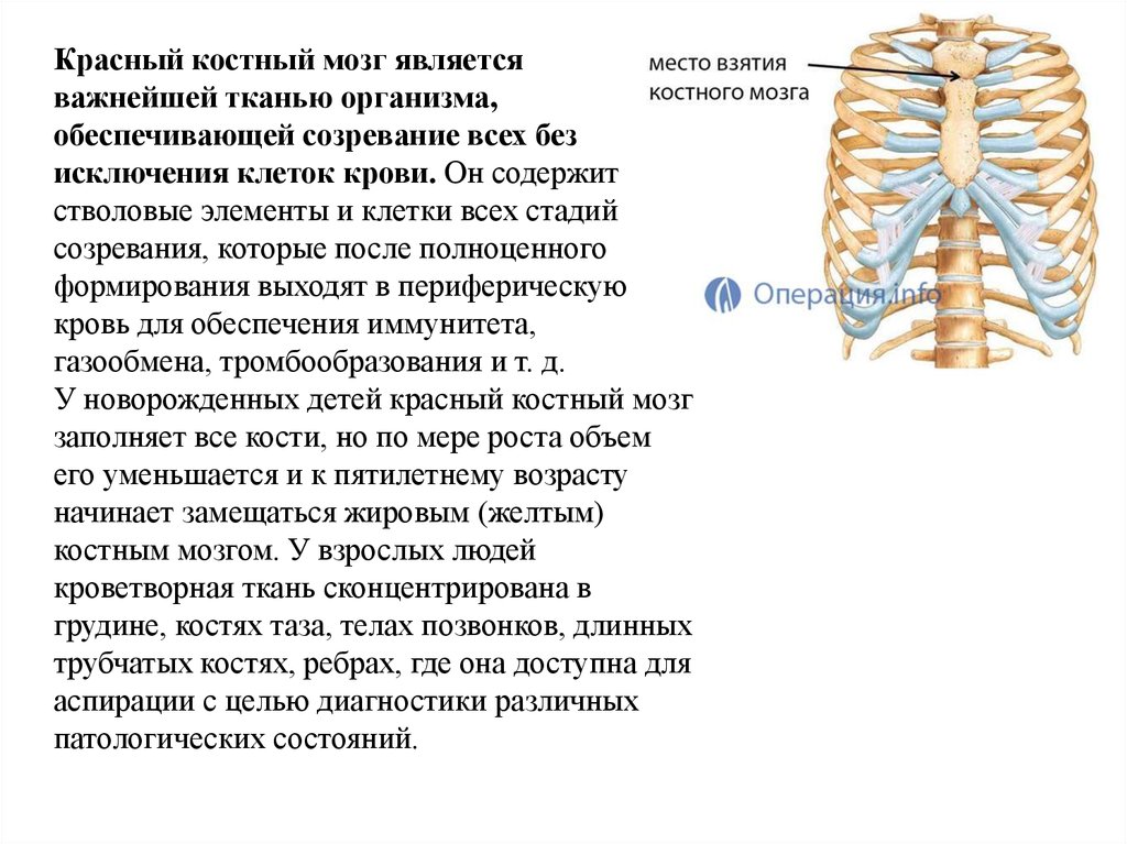 Части грудной клетки. Сочленение костей грудной клетки. Стернальная пункция грудины. Костный мозг в грудине.